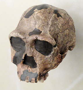Homo erectus skull�Naturmuseum Freiburg